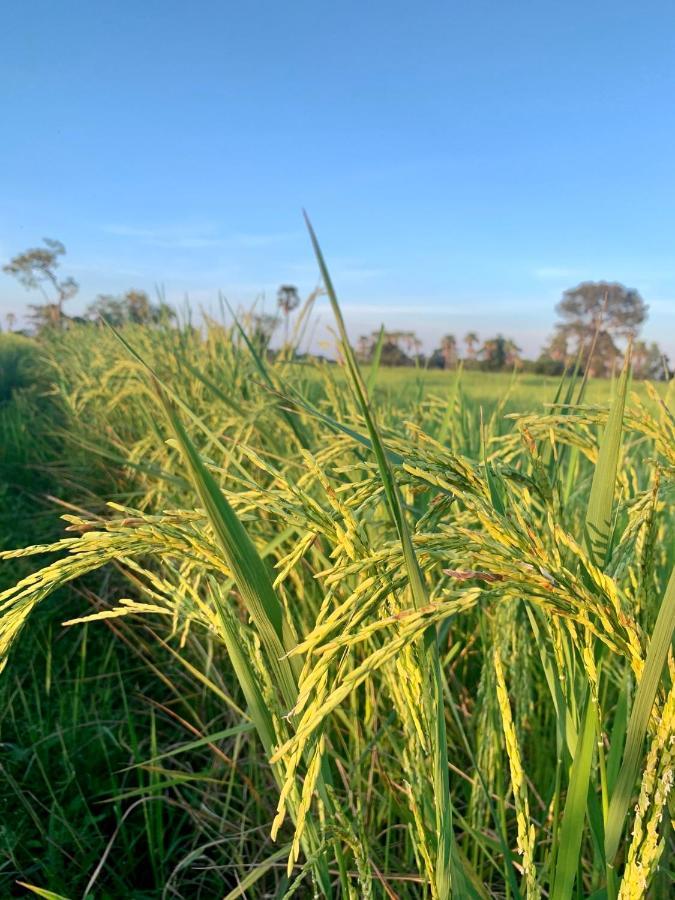 Rang Robin Farmstay Ban Wang Muang Buitenkant foto